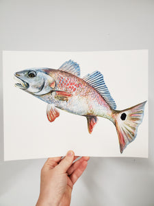 Red Fish Original Watercolor Painting