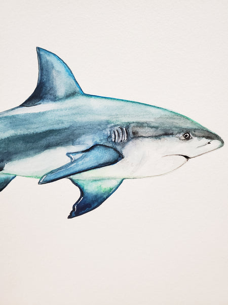 Bull Shark Original Watercolor Painting