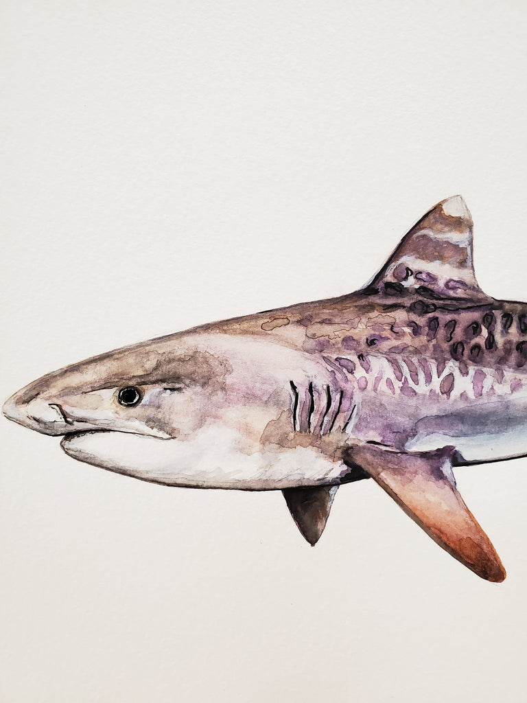 Tiger Shark – Ben Rothery