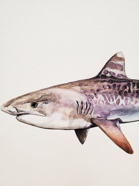 Tiger Shark Original Watercolor Painting