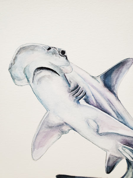 Bonnethead Shark Original Watercolor Painting